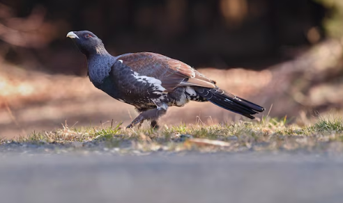 The Ultimate Wingshooting Adventure: Planning Your Argentina Dove Hunting Trip